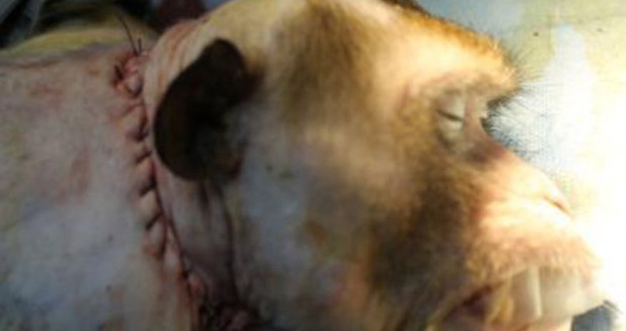 Mouse survives HEAD TRANSPLANT… and doc says humans next