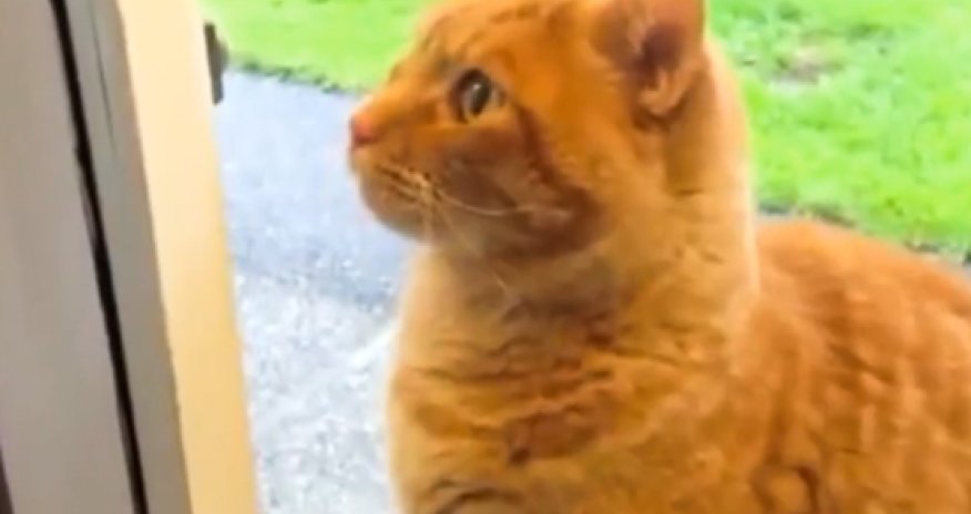 РАЗНОЕ: Кошачья кульура