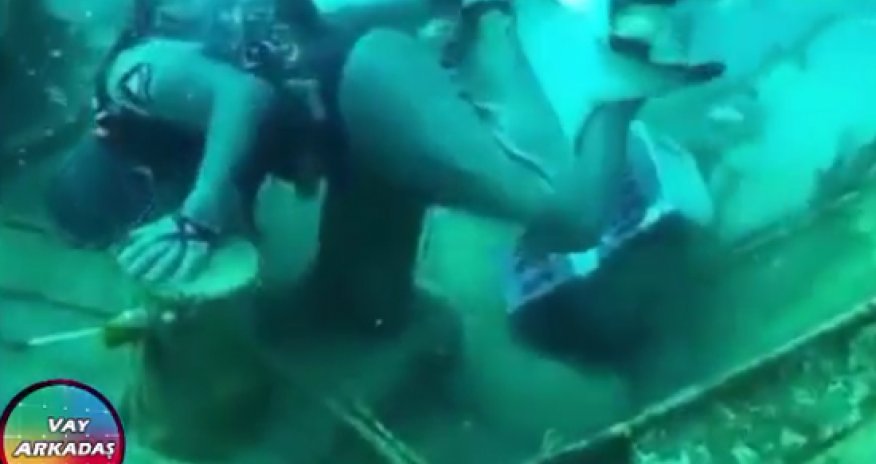 MÜXTƏLİF: Su heyvanları insanlara qəfil hücum etdi