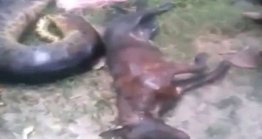 Giant snake cut open to reveal its final meal - a PIT BULL terrier