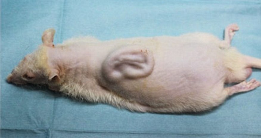 Scientists who have grown a human EAR on the back of a rat