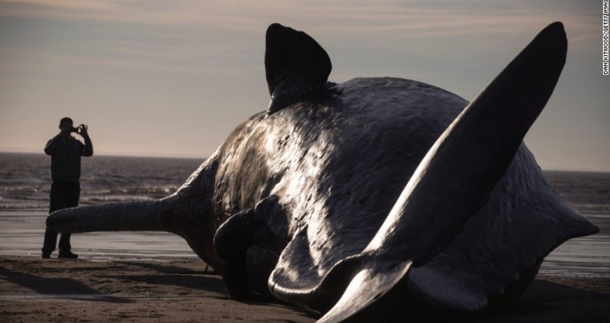 Whales wash up on the beach