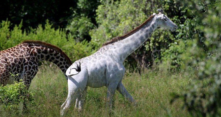 Rare white giraffe