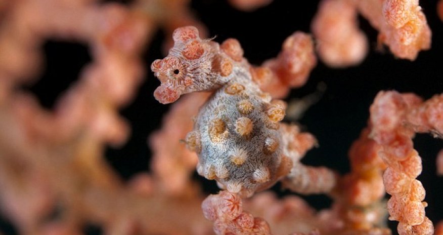 Can YOU spot the seahorse?