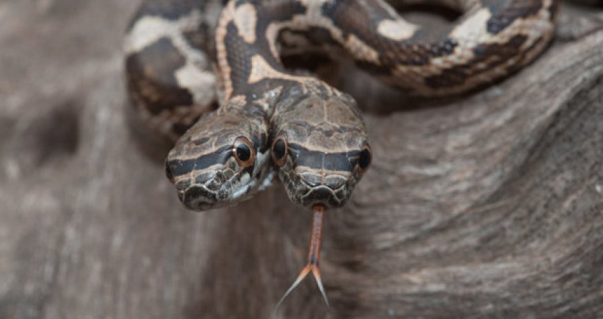 Double trouble: Brave photographer snaps TWO-HEADED siamese snake
