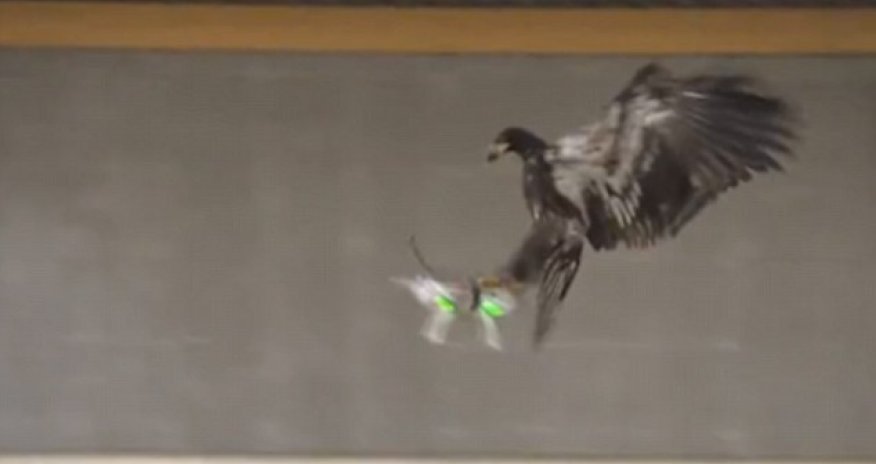 Dutch police training birds of prey to take down aircraft in mid-air