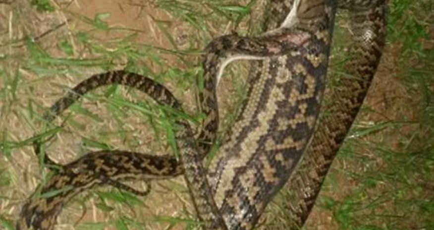 The swollen belly of a python after eating a distraught family's cat