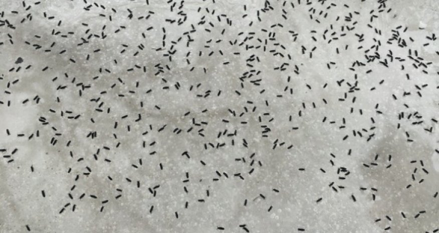 Россию атаковали неизвестные насекомые