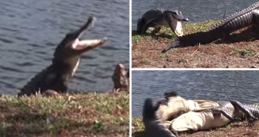 Monster beasts battle it out in ferocious turf war caught on camera