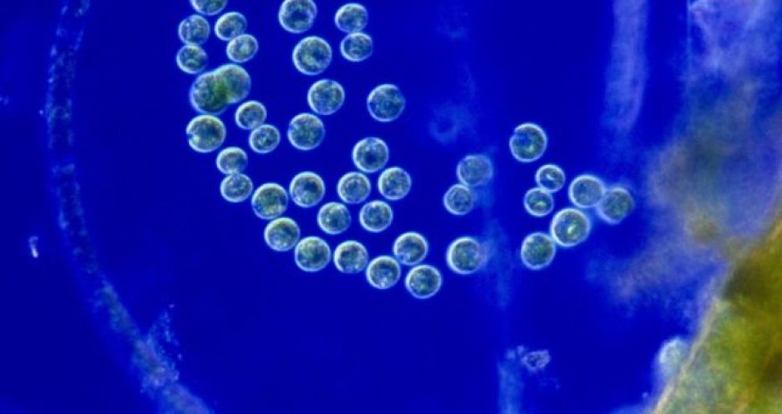 Bacteria 'see' like tiny eyeballs