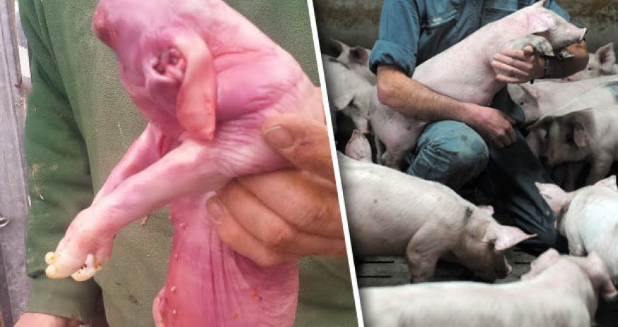 Farmer's shock as bizarre piglet born without FACE