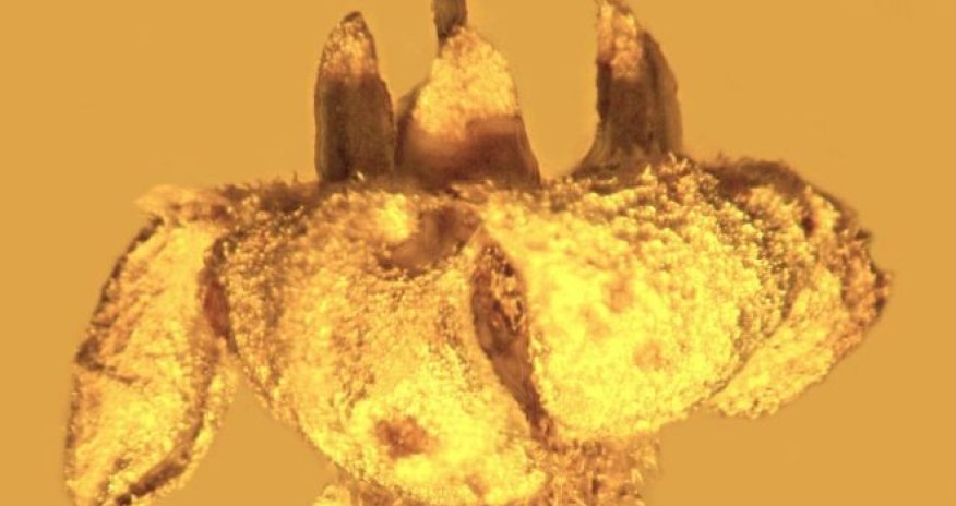 Extinct plant species discovered in amber