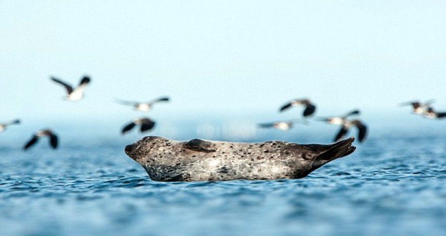 The happiest seal in the world!