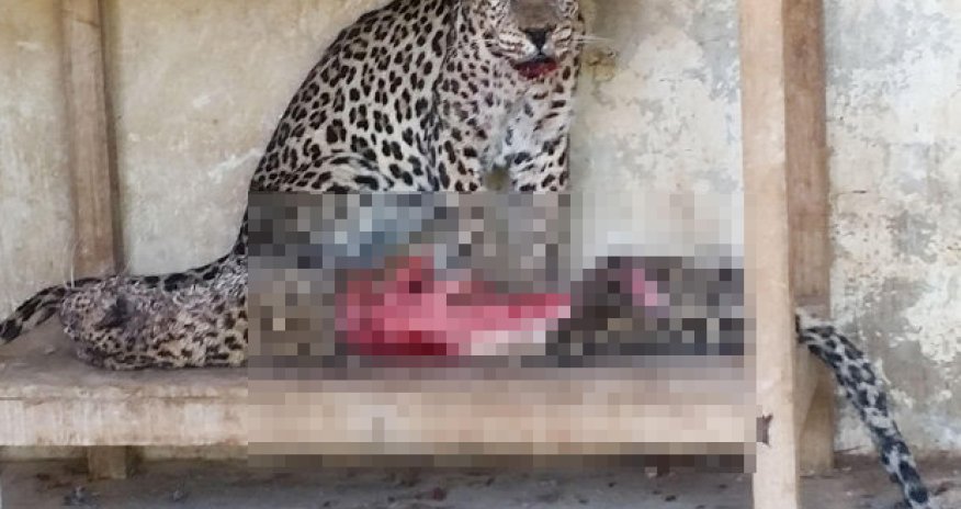 Starving animals become cannibals to survive in war-ravaged zoo