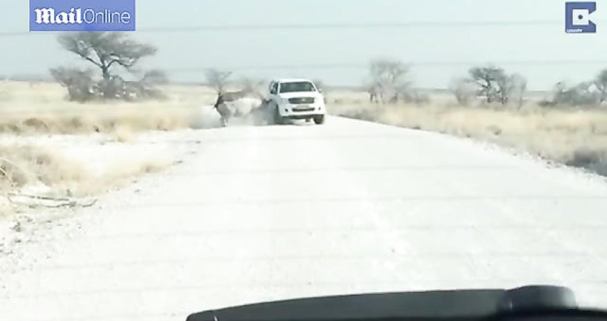 Носорог атаковал джип с туристами