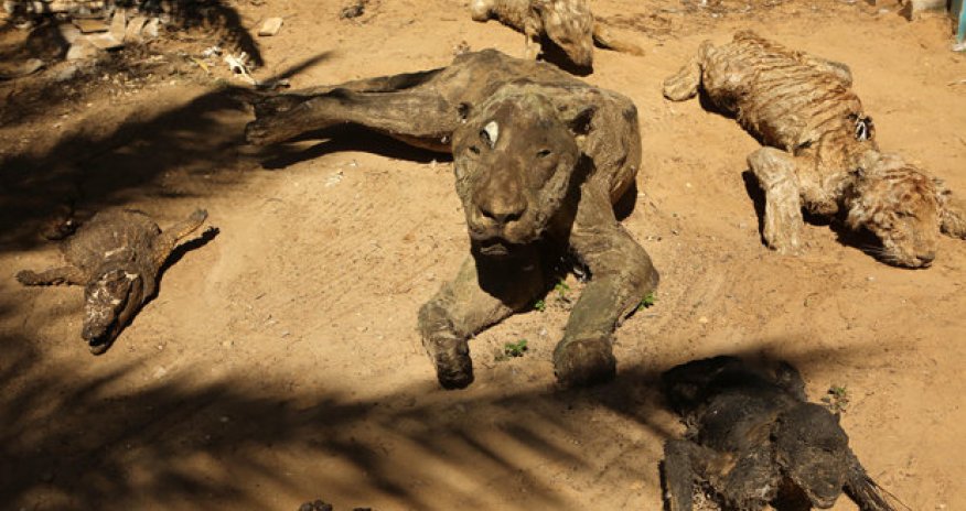 Zoo’s abandoned animals turn to mummified stone statues