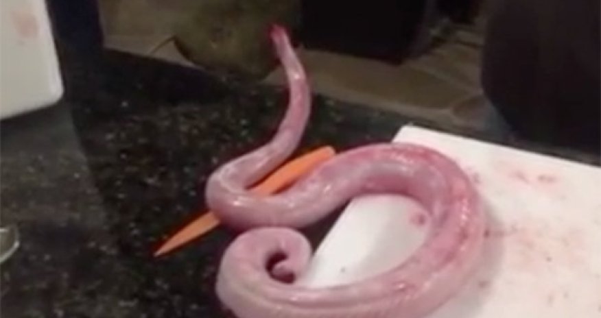 Gutted and skinned zombie rattlesnake comes back from dead to attack chef