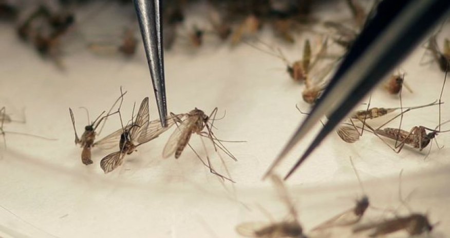 Zika virus: Sexual transmission 'more common than thought'