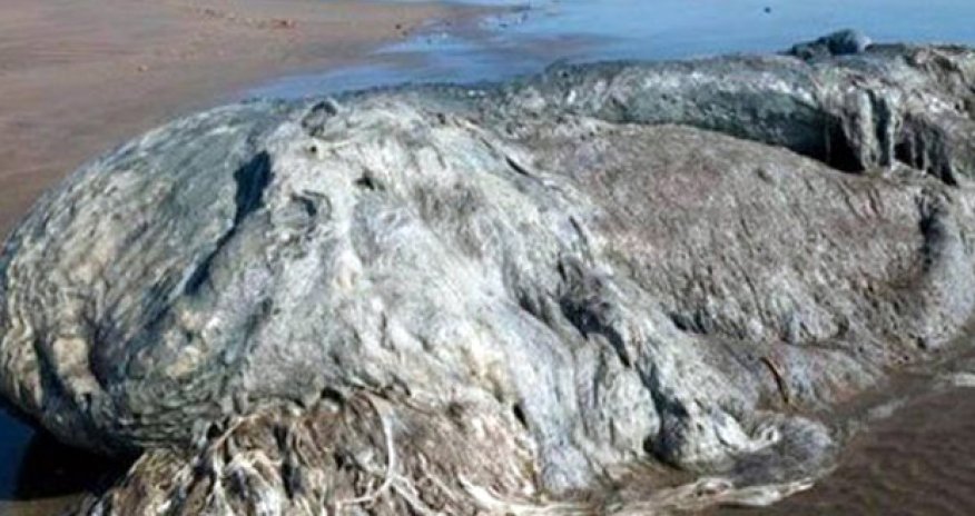 Mystery monster sea blob washes up on beach and terrifies tourists