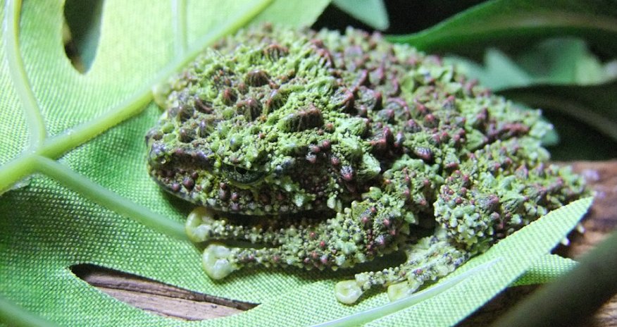 Rare Vietnamese frogs