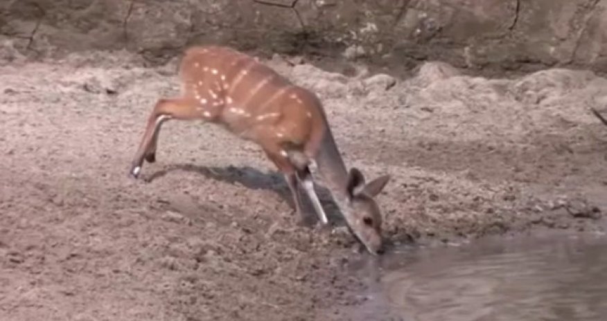 Deer nearly swallowed whole when beast leaps from water