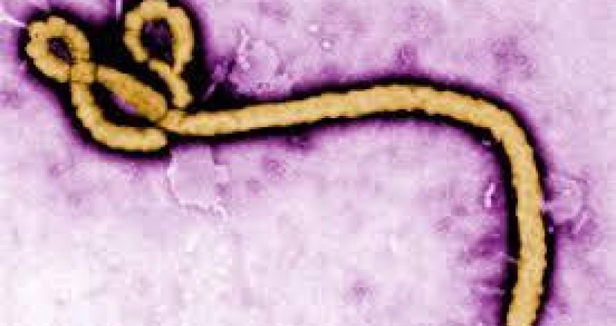 Эбола больше не опасна