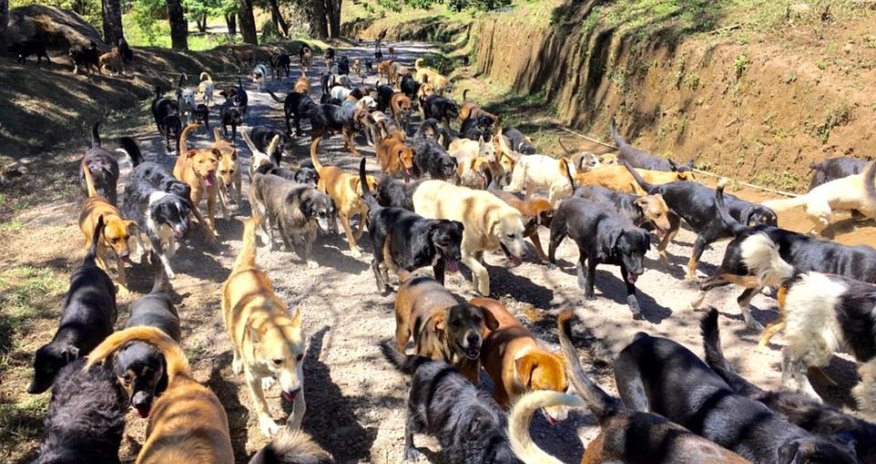 Doggy Heaven!