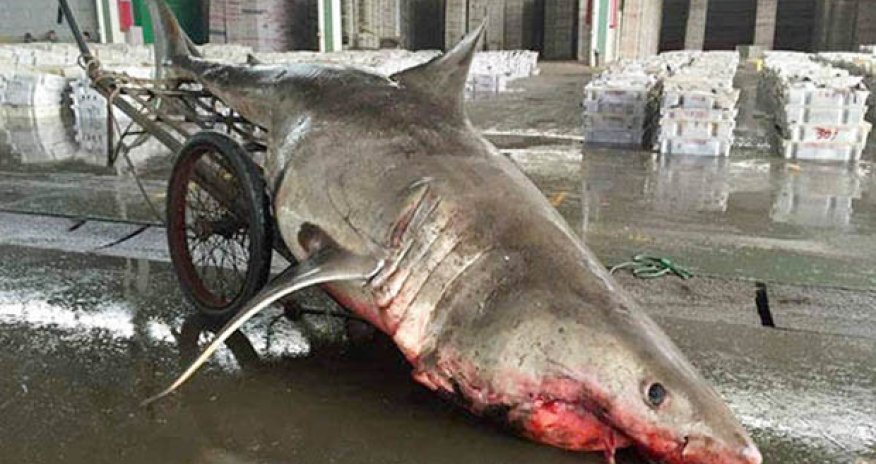 Fisherman accidentally catches Great White Shark