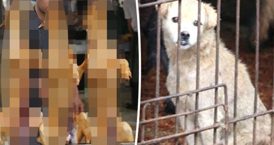 Shocking undercover footage of dog meat festival