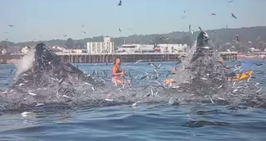 Surfer stunned when giant beast bursts from water – nearly swallowing her