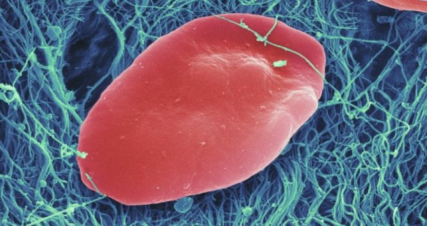 Huge leap to mass produced platelets