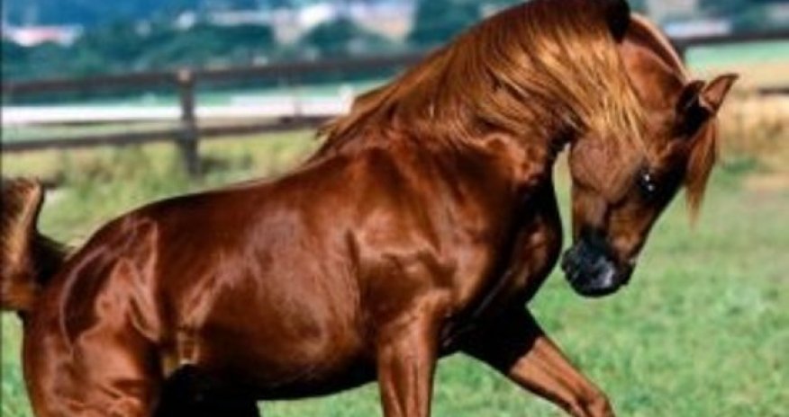 A new documentary journey to the Karabakh horse