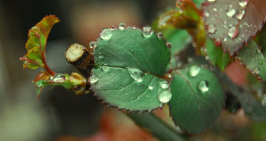 Baku weather forecast for April 14