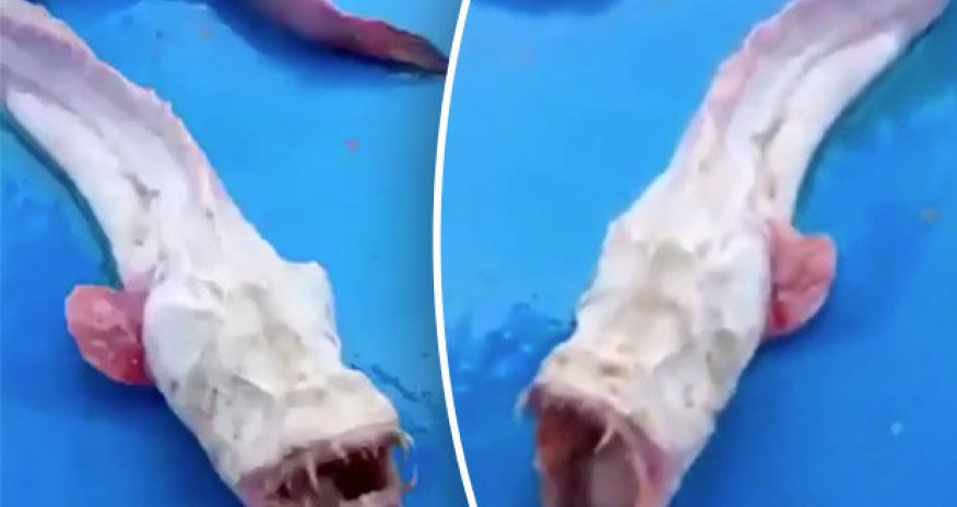 Horrific blind 'alien' sea monster will give you nightmares