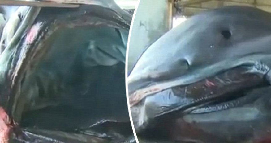 Monumental 'megamouth' shark caught causing utter panic