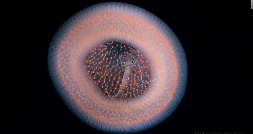 Underwater 'Star Trek': Drifting through dark space in Hawaii