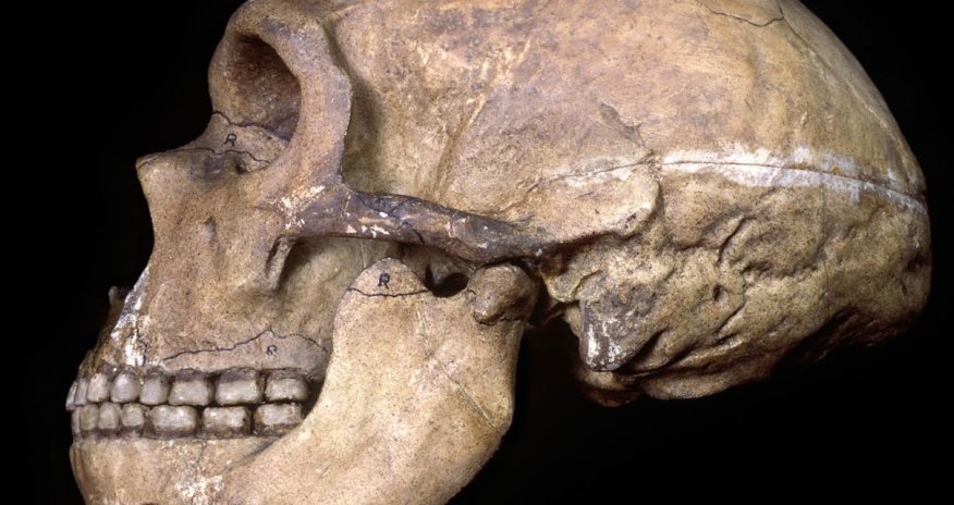 What Neanderthals' healthy teeth tell us about their minds?