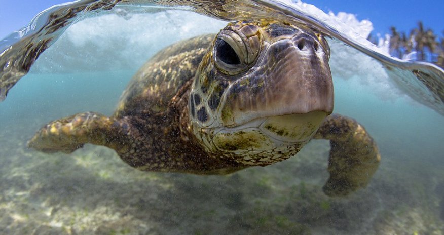He's got underwater photography nailed!