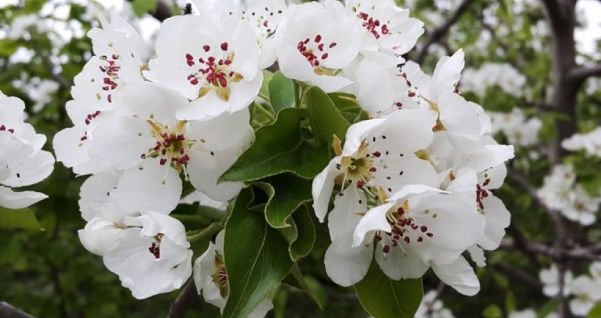 Yaz - təbiətin oyanış dövrü - FOTOSESSİYA