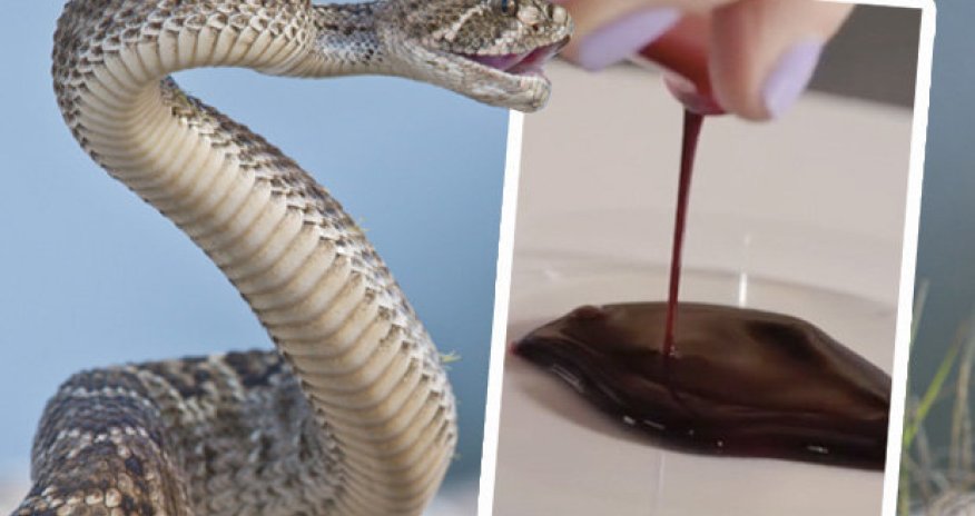 This is what happens to human blood if you get bitten by a snake