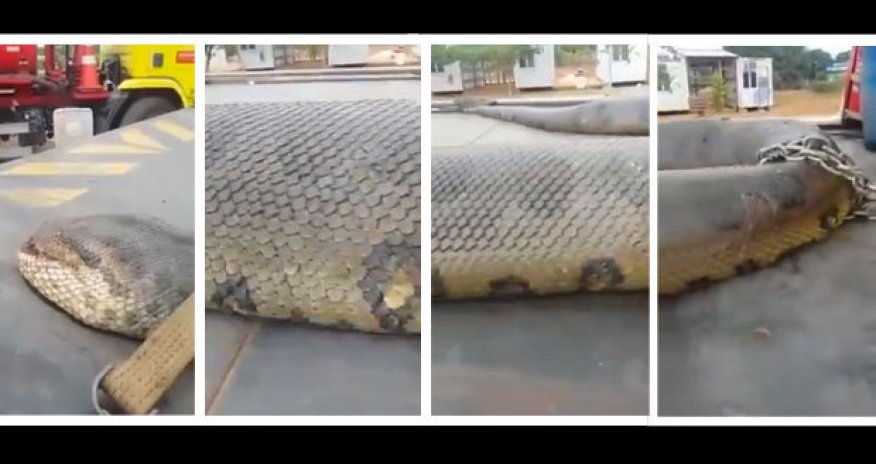 Terror as builders discover 'biggest snake in history' lurking in cave