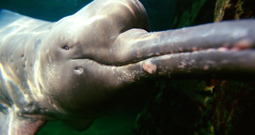 Why some species of dolphin has turned pink