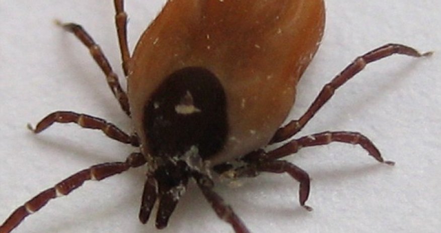 'Lyme disease is a ticking time bomb'