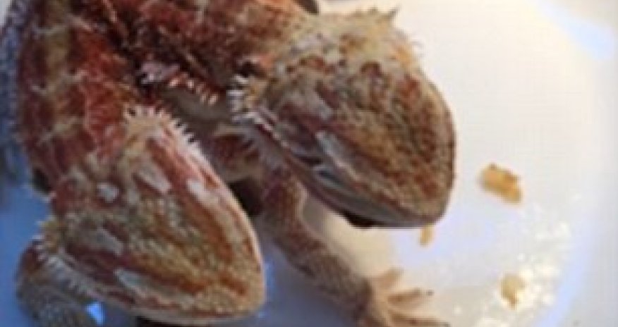 Two heads are better than one