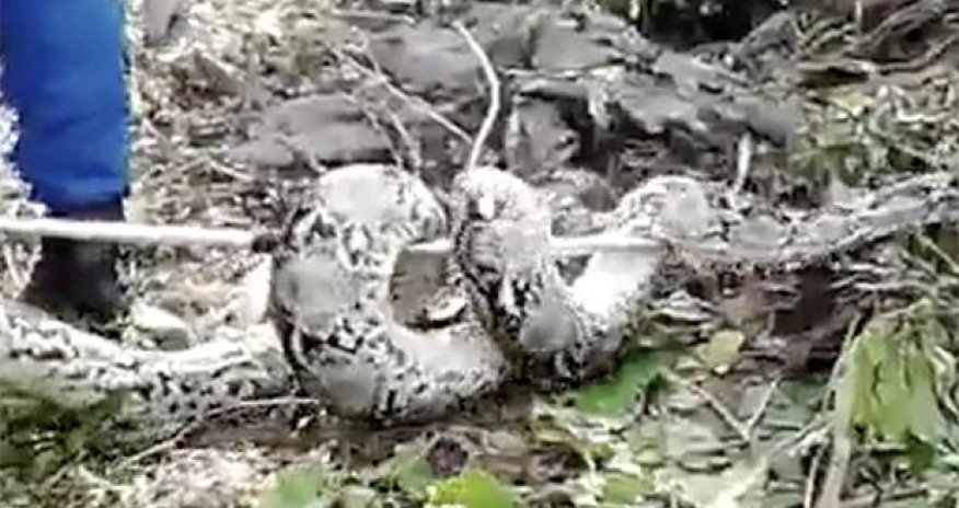 Enormous 100KILO python captured while laying eggs