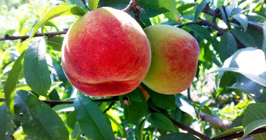 Вкус лета - ФОТОРЕПОРТАЖ 