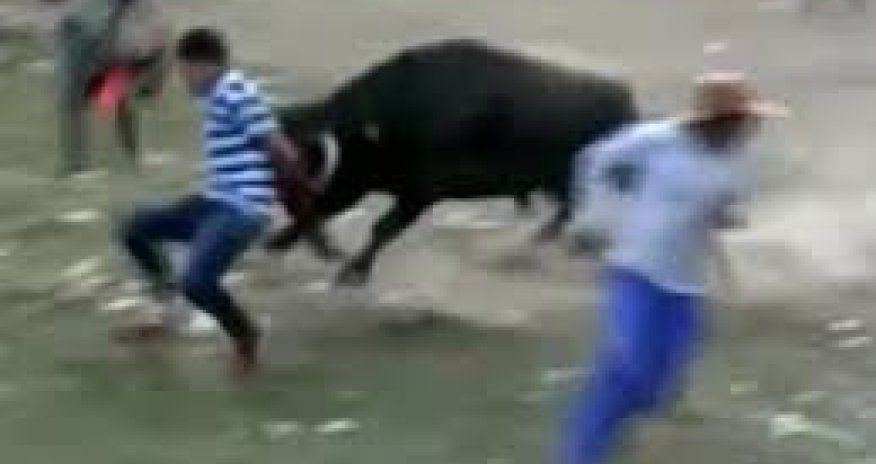 Быки напали на людей - ВИДЕО