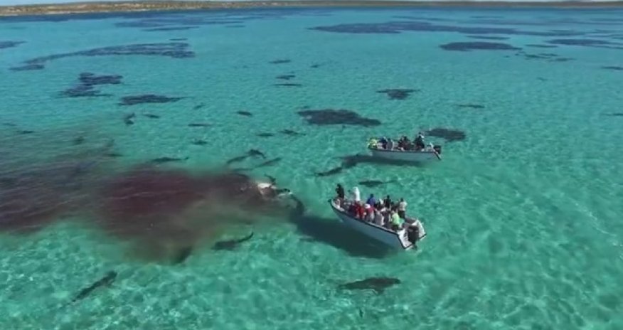 Более 70 акул съели кита - ВИДЕО