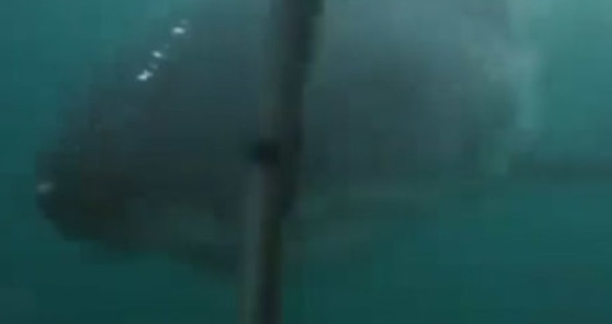 Акула напала на туристов - ВИДЕО