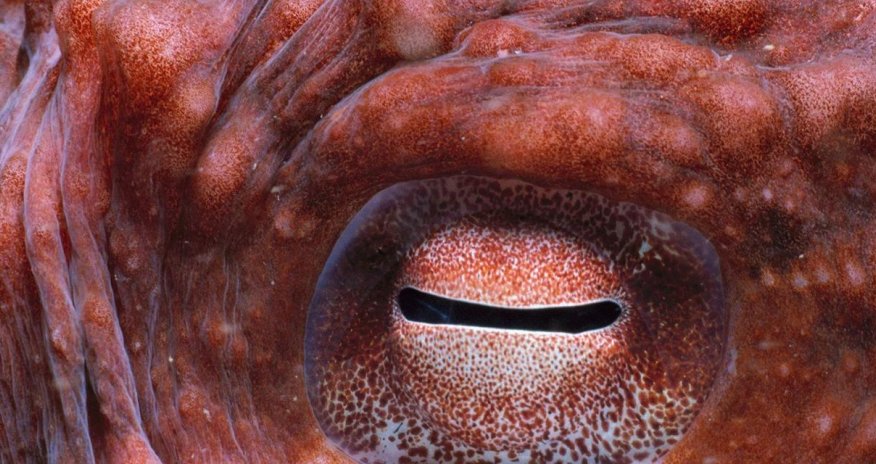 8 reasons why octopuses are the geniuses of the ocean